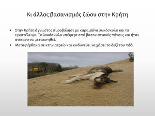 Κι άλλος βασανισμός ζώου στην Κρήτη 
•Στην Κρήτη άγνωστος πυροβόλησε με καραμπίνα λυκόσκυλο και το εγκατέλειψε. Το λυκόσκυλο υπέφερε από βασανιστικούς πόνους και ήταν ανίκανο να μετακινηθεί. 
•Μεταφέρθηκα σε κτηνιατρείο και κινδυνεύει να χάσει το δεξί του πόδι.  