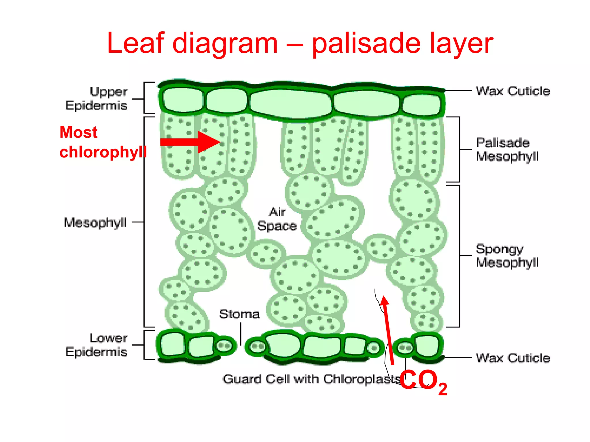 Leaf diagram – palisade layer
CO2
Most
chlorophyll
 