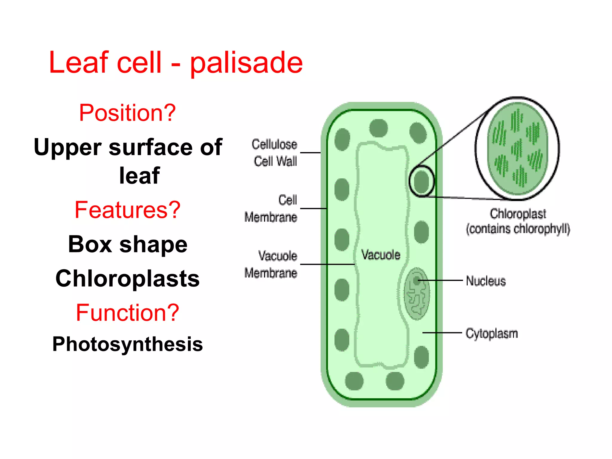 Leaf cell - palisade
Position?
Upper surface of
leaf
Features?
Box shape
Chloroplasts
Function?
Photosynthesis
 