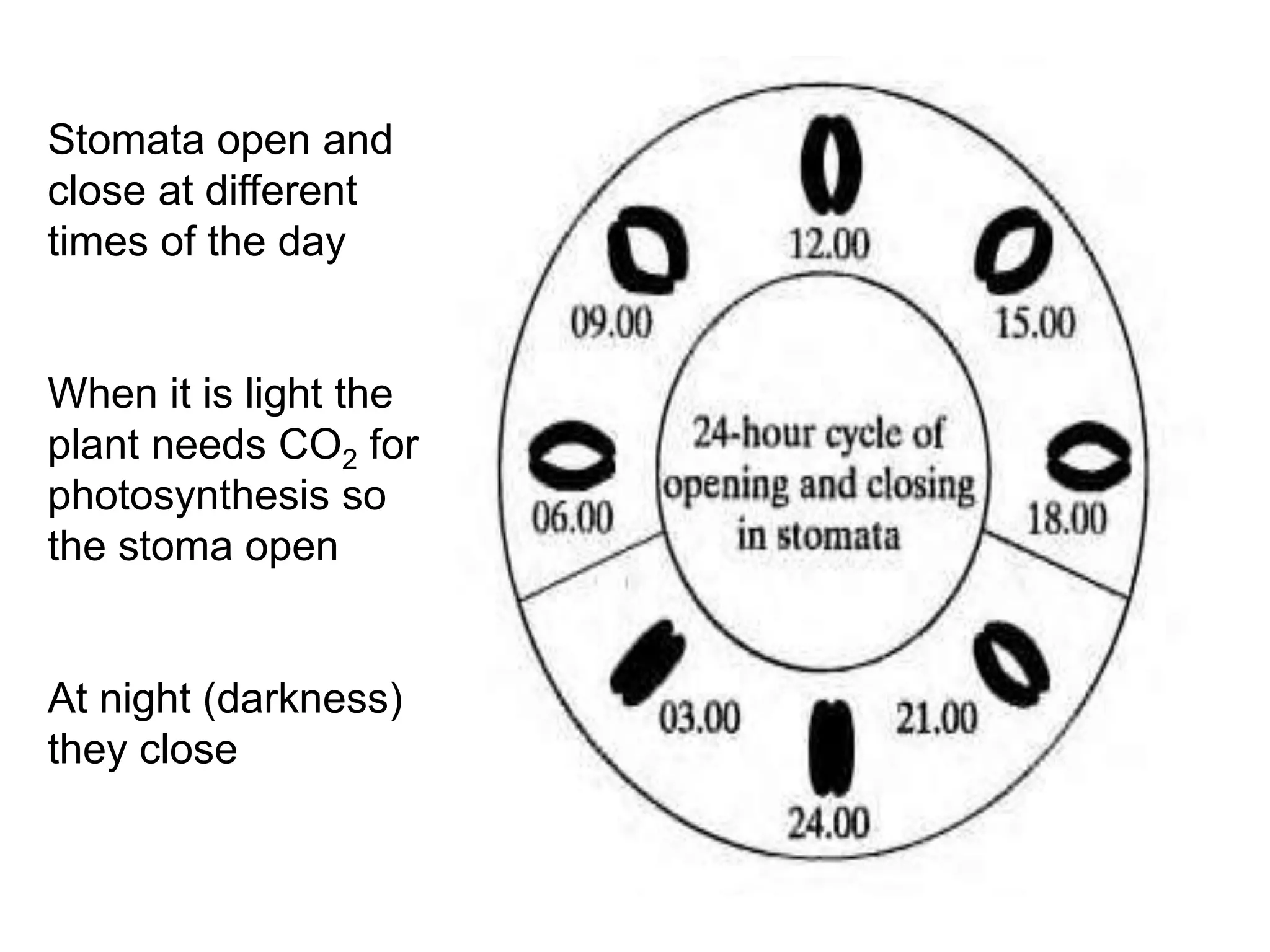 Stomata open and
close at different
times of the day
When it is light the
plant needs CO2 for
photosynthesis so
the stoma open
At night (darkness)
they close
 