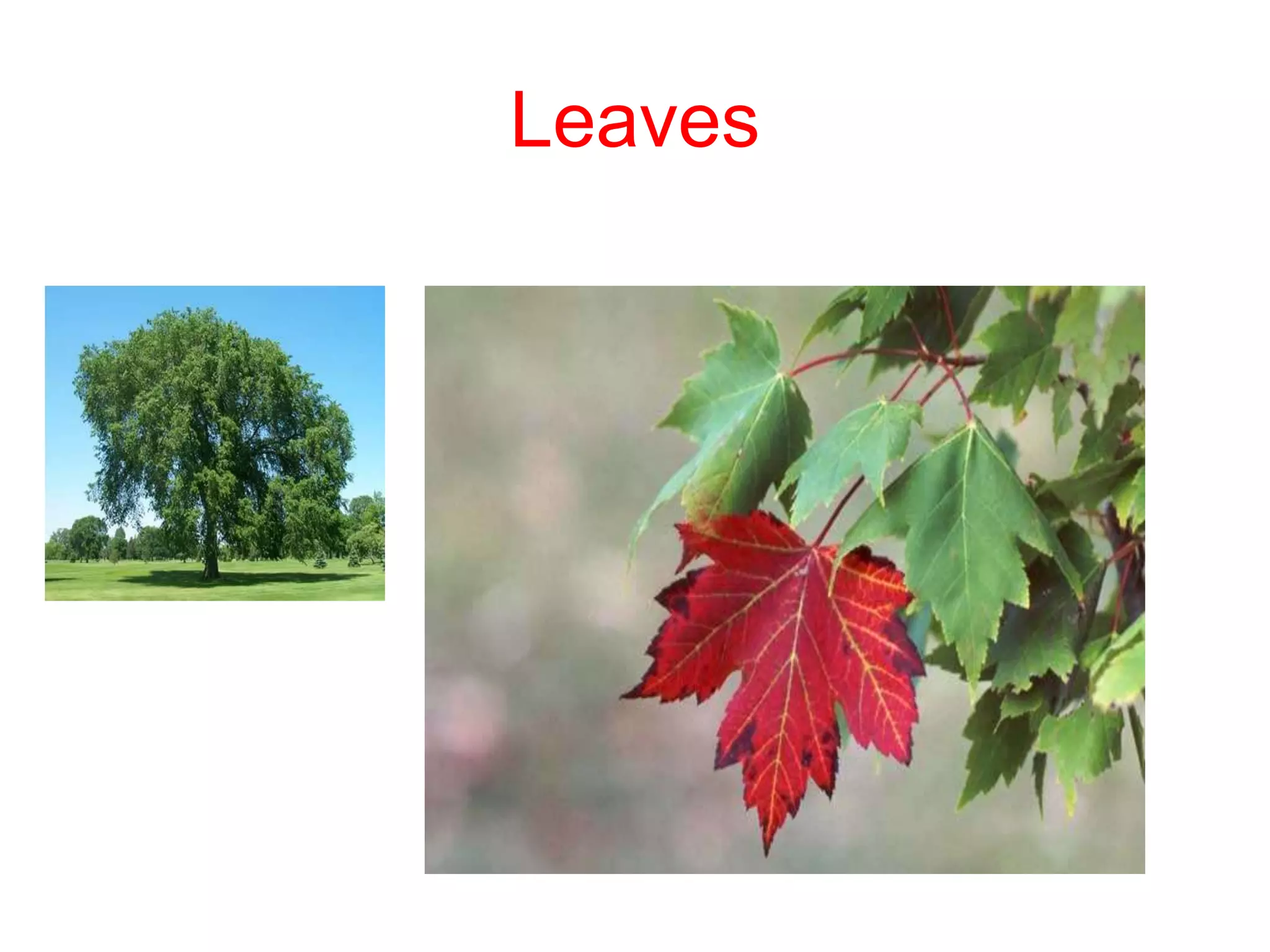Leaves
 