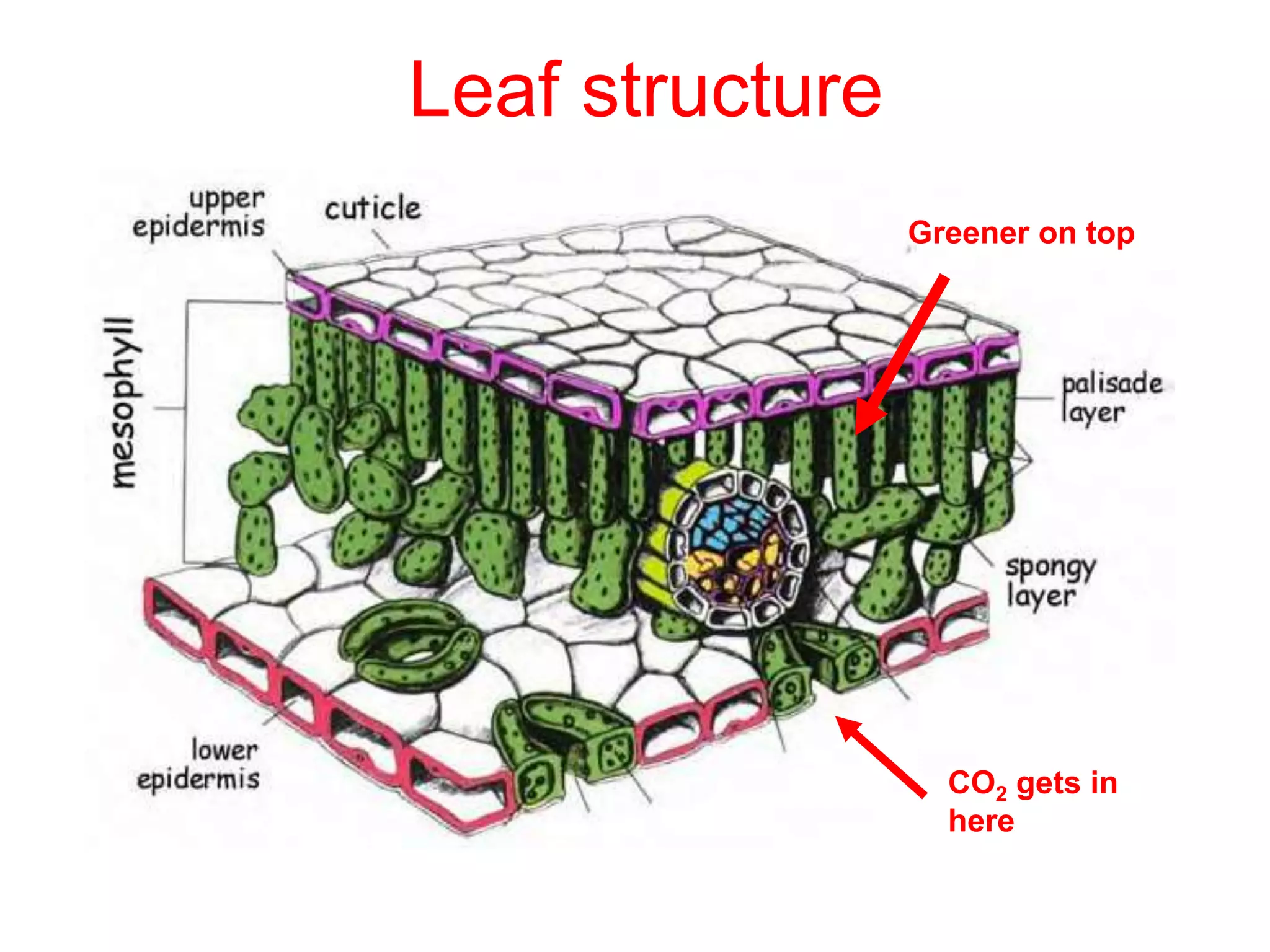 Leaf structure
Greener on top
CO2 gets in
here
 