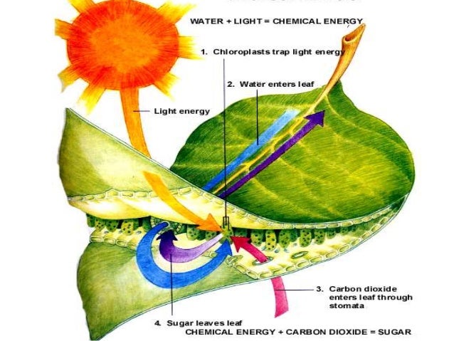factors affecting the rate of photosynthesis in leafs Factors affecting the rate of photosynthesis investigating how the surface area of the leaves and the speed of the wind affect the rate of transpiration in leafy . factors affecting the rate of photosynthesis in leafs Factors affecting the rate of photosynthesis investigating how the surface area of the leaves and the speed of the wind affect the rate of transpiration in leafy .