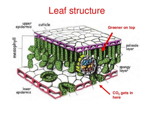 diagram of a leaf palisade cell diagram labeled cyanobacteria diagram diagram of a leaf palisade cell diagram labeled cyanobacteria diagram