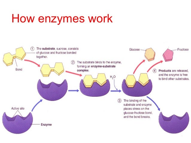 3 Protein Functions Proteins Perform Their Functions As Enzymes Download Scientific Diagram