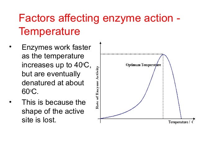 b2 5 proteins enzymes enzyme works