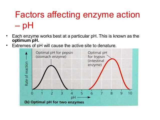 b2 5 proteins enzymes enzyme works