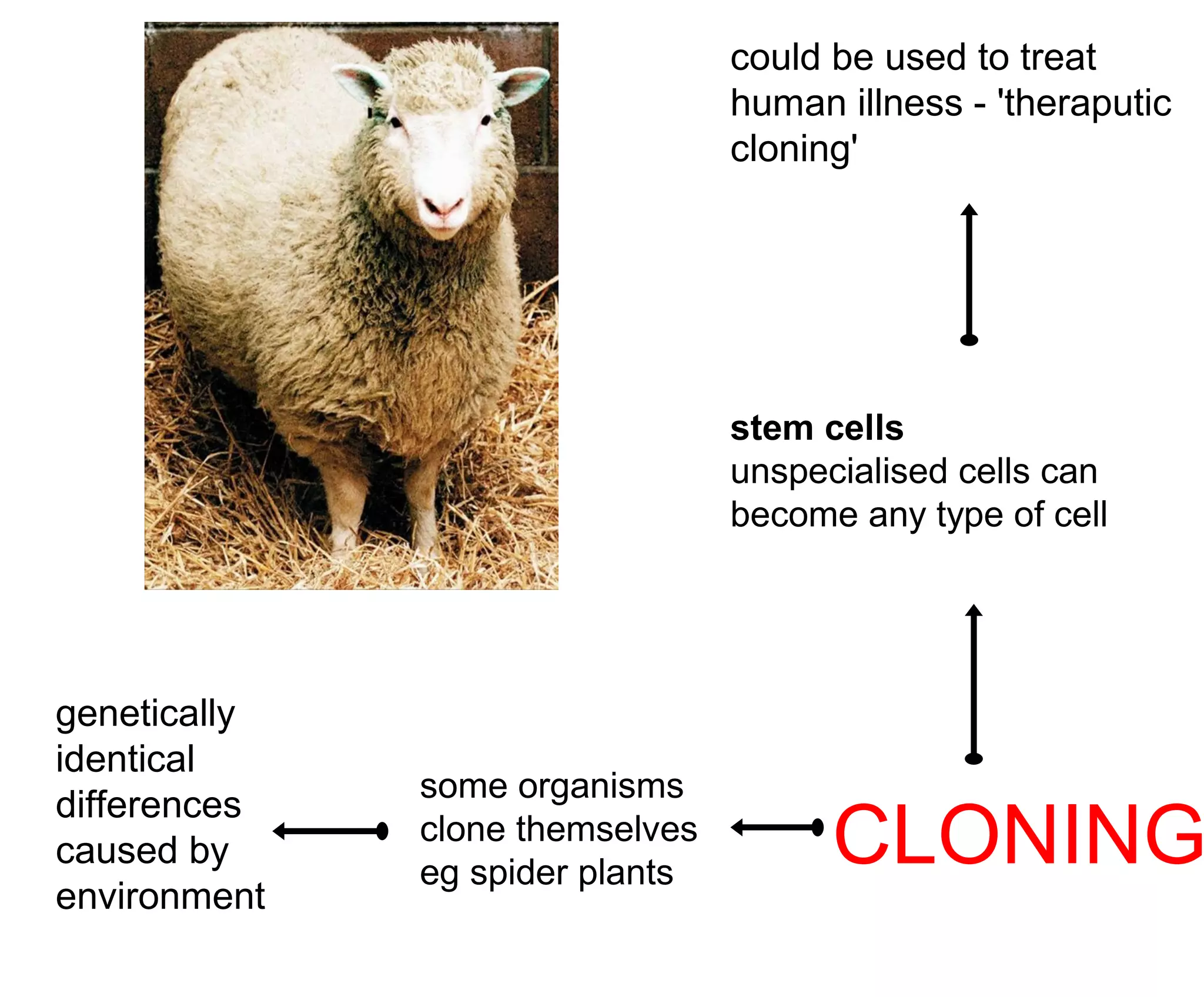 CLONING
stem cells
unspecialised cells can
become any type of cell
could be used to treat
human illness - 'theraputic
cloning'
some organisms
clone themselves
eg spider plants
genetically
identical
differences
caused by
environment
 