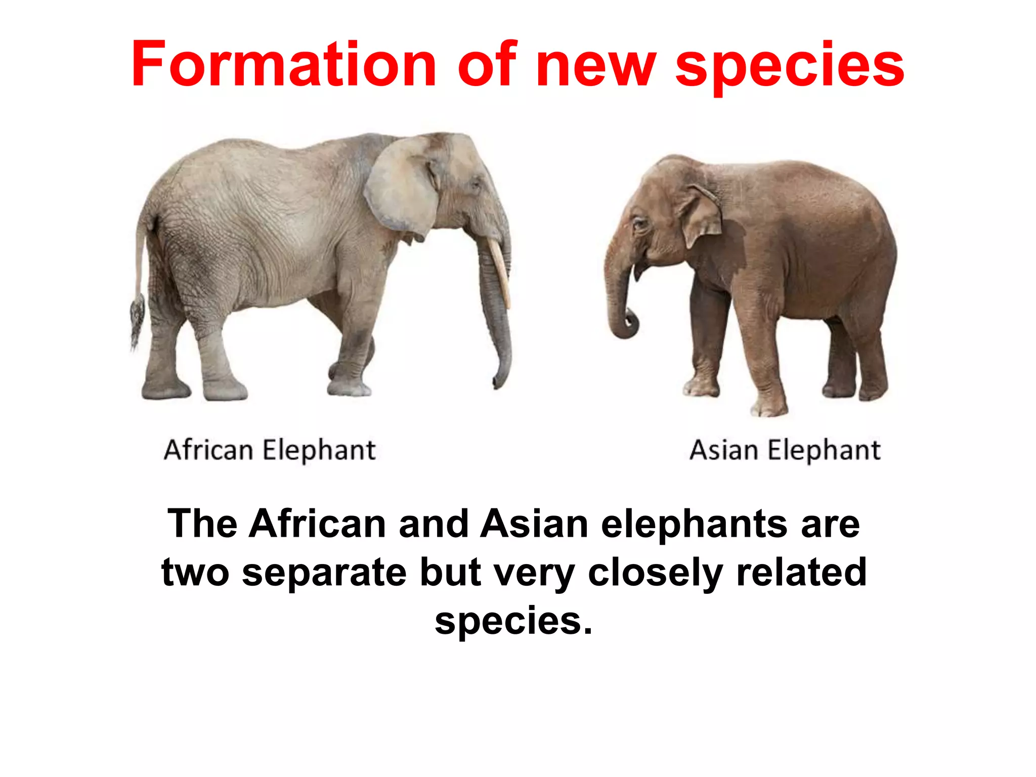 Formation of new species
The African and Asian elephants are
two separate but very closely related
species.
 