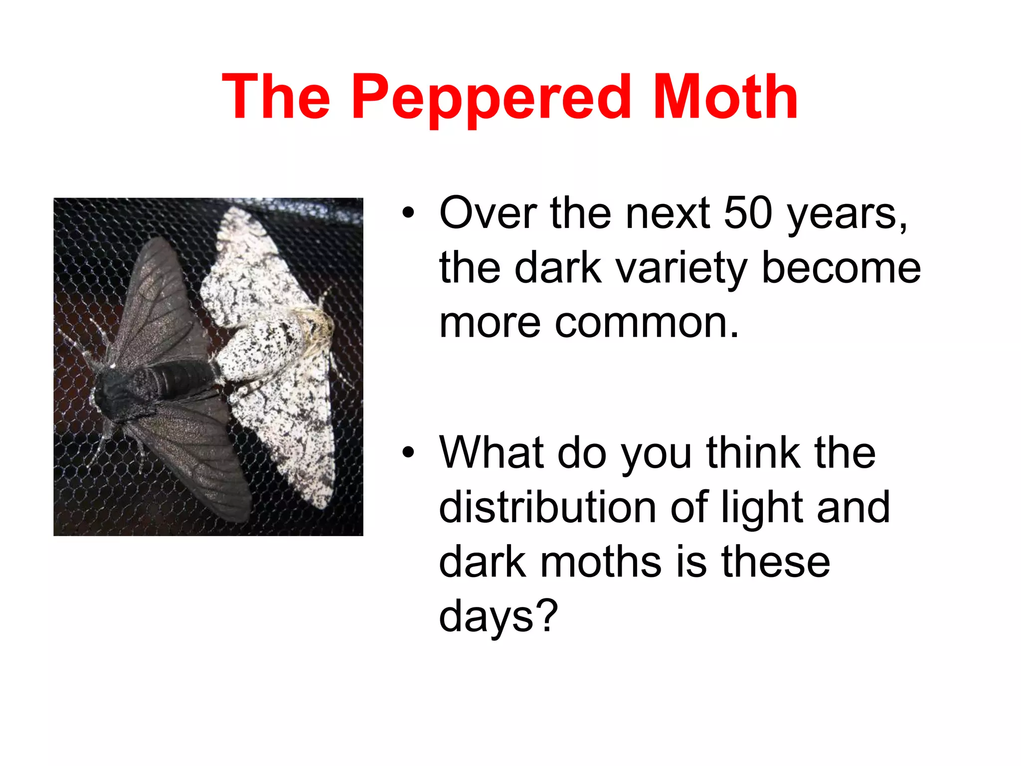 The Peppered Moth
• Over the next 50 years,
the dark variety become
more common.
• What do you think the
distribution of light and
dark moths is these
days?
 