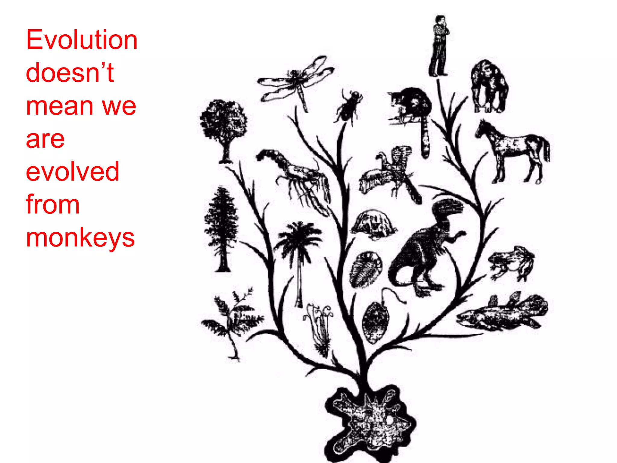 Evolution
doesn’t
mean we
are
evolved
from
monkeys
 