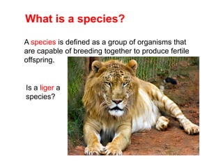 A species is defined as a group of organisms that
are capable of breeding together to produce fertile
offspring.
What is a species?
Is a liger a
species?
 