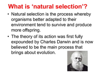 What is ‘natural selection’?
• Natural selection is the process whereby
organisms better adapted to their
environment tend to survive and produce
more offspring.
• The theory of its action was first fully
expounded by Charles Darwin and is now
believed to be the main process that
brings about evolution.
 