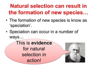 Natural selection can result in
the formation of new species…
• The formation of new species is know as
‘speciation’.
• Speciation can occur in a number of
ways…
This is evidence
for natural
selection in
action!
 