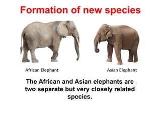 Formation of new species
The African and Asian elephants are
two separate but very closely related
species.
 