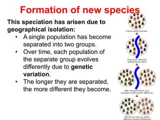 Formation of new species
This speciation has arisen due to
geographical isolation:
• A single population has become
separated into two groups.
• Over time, each population of
the separate group evolves
differently due to genetic
variation.
• The longer they are separated,
the more different they become.
 