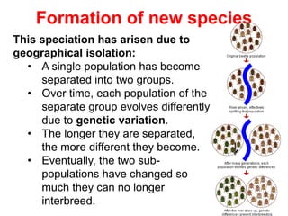 Formation of new species
This speciation has arisen due to
geographical isolation:
• A single population has become
separated into two groups.
• Over time, each population of the
separate group evolves differently
due to genetic variation.
• The longer they are separated,
the more different they become.
• Eventually, the two sub-
populations have changed so
much they can no longer
interbreed.
 