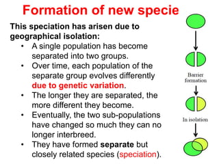 Formation of new species
This speciation has arisen due to
geographical isolation:
• A single population has become
separated into two groups.
• Over time, each population of the
separate group evolves differently
due to genetic variation.
• The longer they are separated, the
more different they become.
• Eventually, the two sub-populations
have changed so much they can no
longer interbreed.
• They have formed separate but
closely related species (speciation).
 