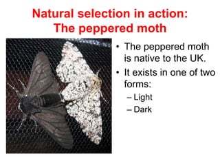 Natural selection in action:
The peppered moth
• The peppered moth
is native to the UK.
• It exists in one of two
forms:
– Light
– Dark
 
