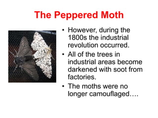 The Peppered Moth
• However, during the
1800s the industrial
revolution occurred.
• All of the trees in
industrial areas become
darkened with soot from
factories.
• The moths were no
longer camouflaged….
 