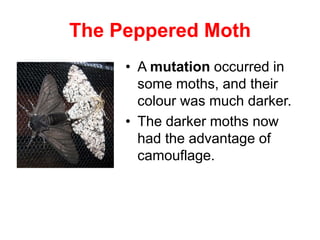 The Peppered Moth
• A mutation occurred in
some moths, and their
colour was much darker.
• The darker moths now
had the advantage of
camouflage.
 