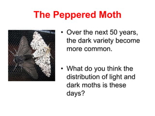 The Peppered Moth
• Over the next 50 years,
the dark variety become
more common.
• What do you think the
distribution of light and
dark moths is these
days?
 