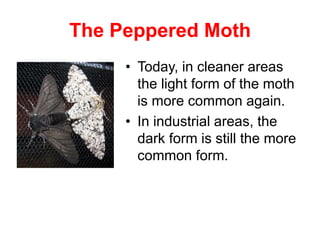 The Peppered Moth
• Today, in cleaner areas
the light form of the moth
is more common again.
• In industrial areas, the
dark form is still the more
common form.
 