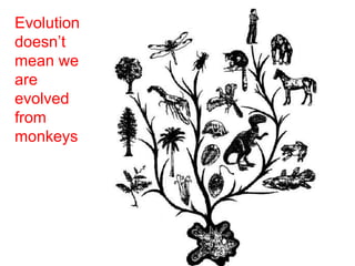Evolution
doesn’t
mean we
are
evolved
from
monkeys
 