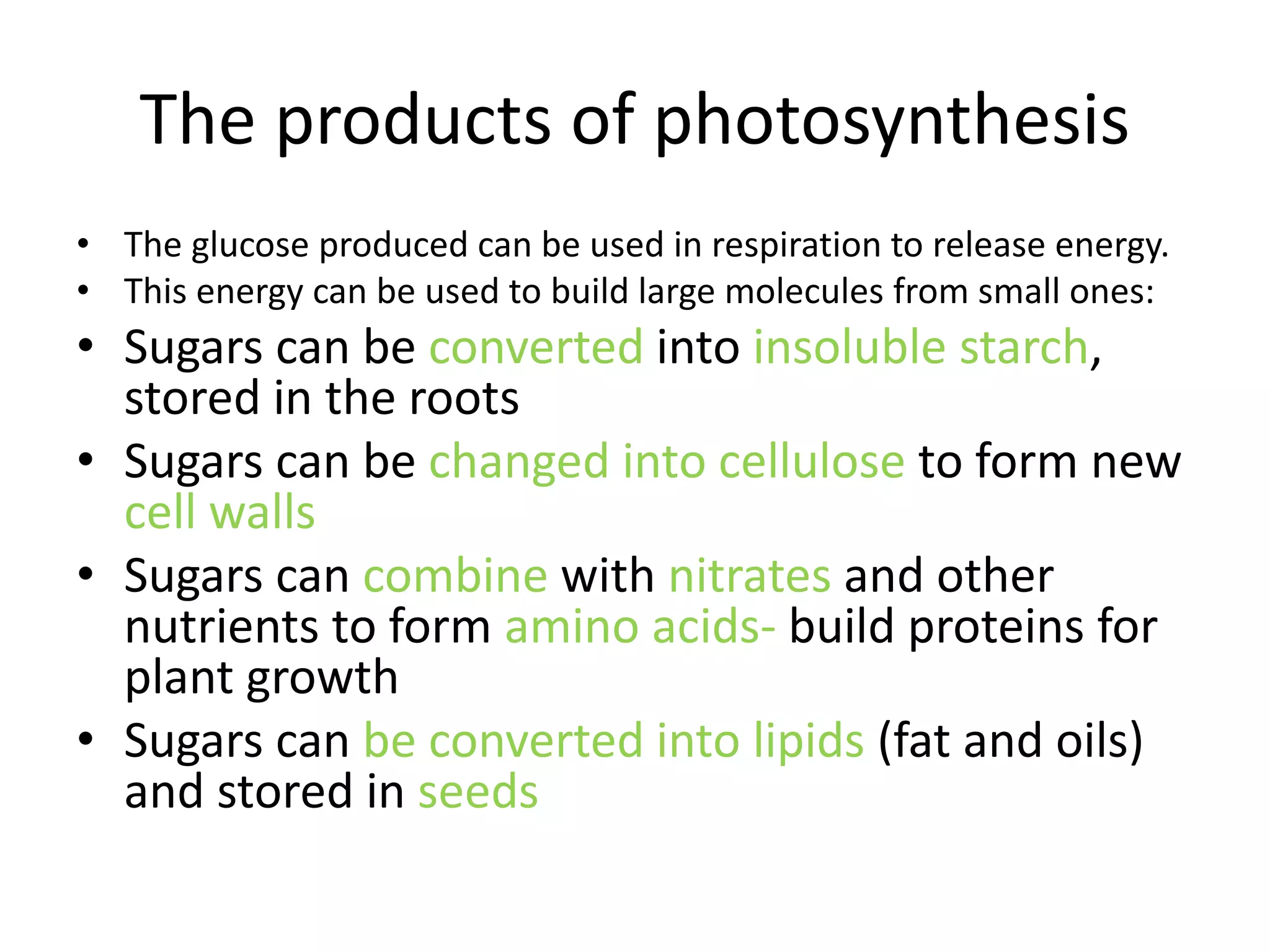 The products of photosynthesis
• The glucose produced can be used in respiration to release energy.
• This energy can be used to build large molecules from small ones:
• Sugars can be converted into insoluble starch,
stored in the roots
• Sugars can be changed into cellulose to form new
cell walls
• Sugars can combine with nitrates and other
nutrients to form amino acids- build proteins for
plant growth
• Sugars can be converted into lipids (fat and oils)
and stored in seeds
 