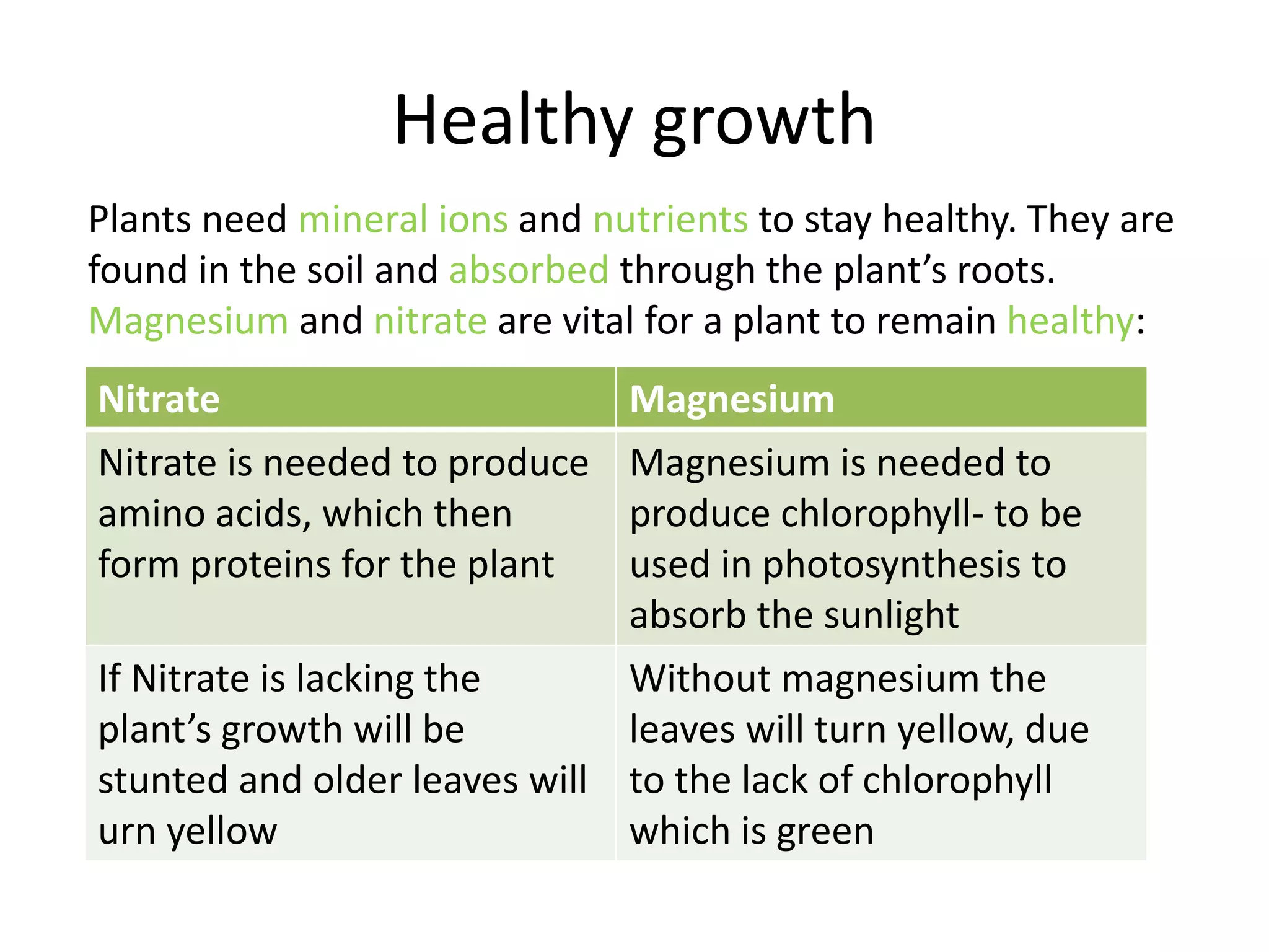 Healthy growth
Nitrate Magnesium
Nitrate is needed to produce
amino acids, which then
form proteins for the plant
Magnesium is needed to
produce chlorophyll- to be
used in photosynthesis to
absorb the sunlight
If Nitrate is lacking the
plant’s growth will be
stunted and older leaves will
urn yellow
Without magnesium the
leaves will turn yellow, due
to the lack of chlorophyll
which is green
Plants need mineral ions and nutrients to stay healthy. They are
found in the soil and absorbed through the plant’s roots.
Magnesium and nitrate are vital for a plant to remain healthy:
 