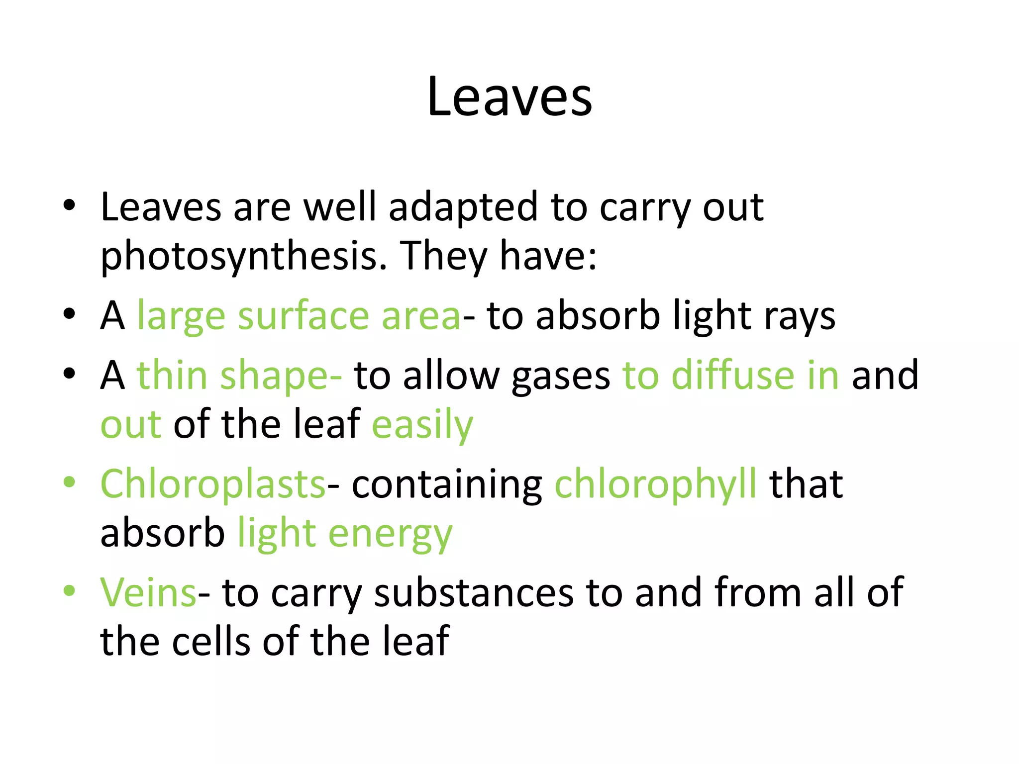 Leaves
• Leaves are well adapted to carry out
photosynthesis. They have:
• A large surface area- to absorb light rays
• A thin shape- to allow gases to diffuse in and
out of the leaf easily
• Chloroplasts- containing chlorophyll that
absorb light energy
• Veins- to carry substances to and from all of
the cells of the leaf
 