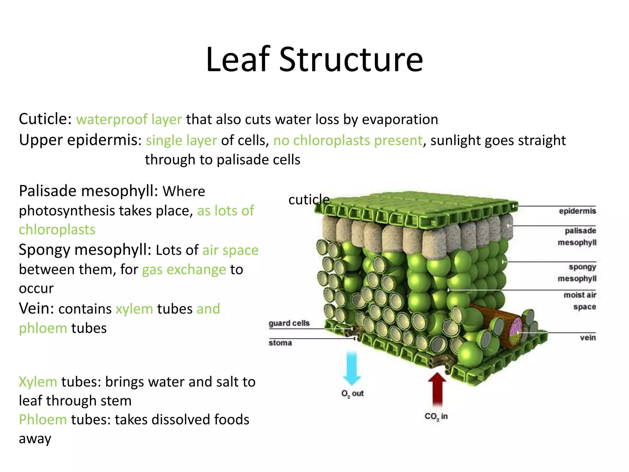 Leaf Structure
cuticle
Palisade mesophyll: Where
photosynthesis takes place, as lots of
chloroplasts
Spongy mesophyll: Lots of air space
between them, for gas exchange to
occur
Vein: contains xylem tubes and
phloem tubes
Xylem tubes: brings water and salt to
leaf through stem
Phloem tubes: takes dissolved foods
away
Cuticle: waterproof layer that also cuts water loss by evaporation
Upper epidermis: single layer of cells, no chloroplasts present, sunlight goes straight
through to palisade cells
 