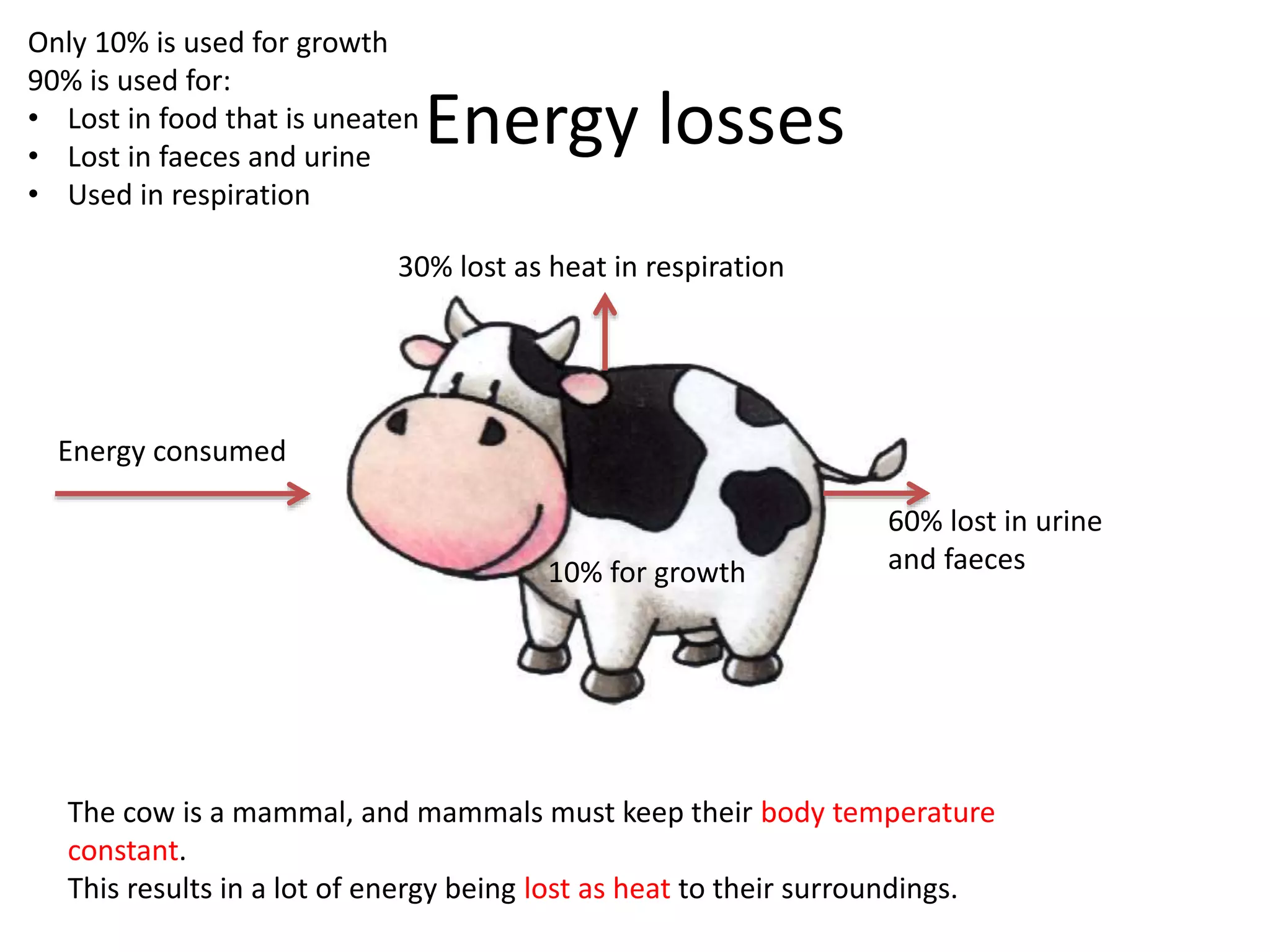 Energy losses
Energy consumed
30% lost as heat in respiration
10% for growth
60% lost in urine
and faeces
The cow is a mammal, and mammals must keep their body temperature
constant.
This results in a lot of energy being lost as heat to their surroundings.
Only 10% is used for growth
90% is used for:
• Lost in food that is uneaten
• Lost in faeces and urine
• Used in respiration
 