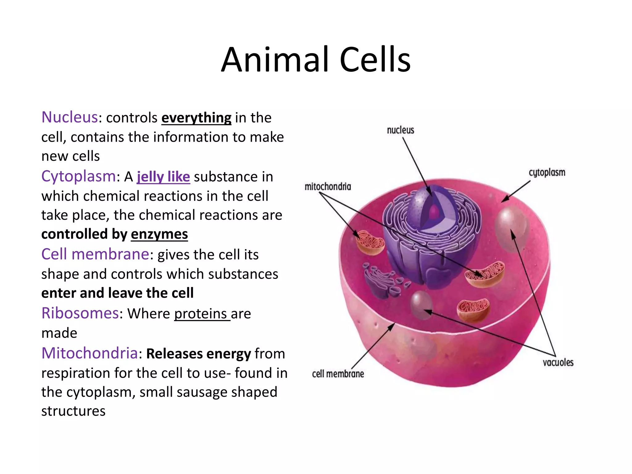 Animal Cells
Nucleus: controls everything in the
cell, contains the information to make
new cells
Cytoplasm: A jelly like substance in
which chemical reactions in the cell
take place, the chemical reactions are
controlled by enzymes
Cell membrane: gives the cell its
shape and controls which substances
enter and leave the cell
Ribosomes: Where proteins are
made
Mitochondria: Releases energy from
respiration for the cell to use- found in
the cytoplasm, small sausage shaped
structures
 