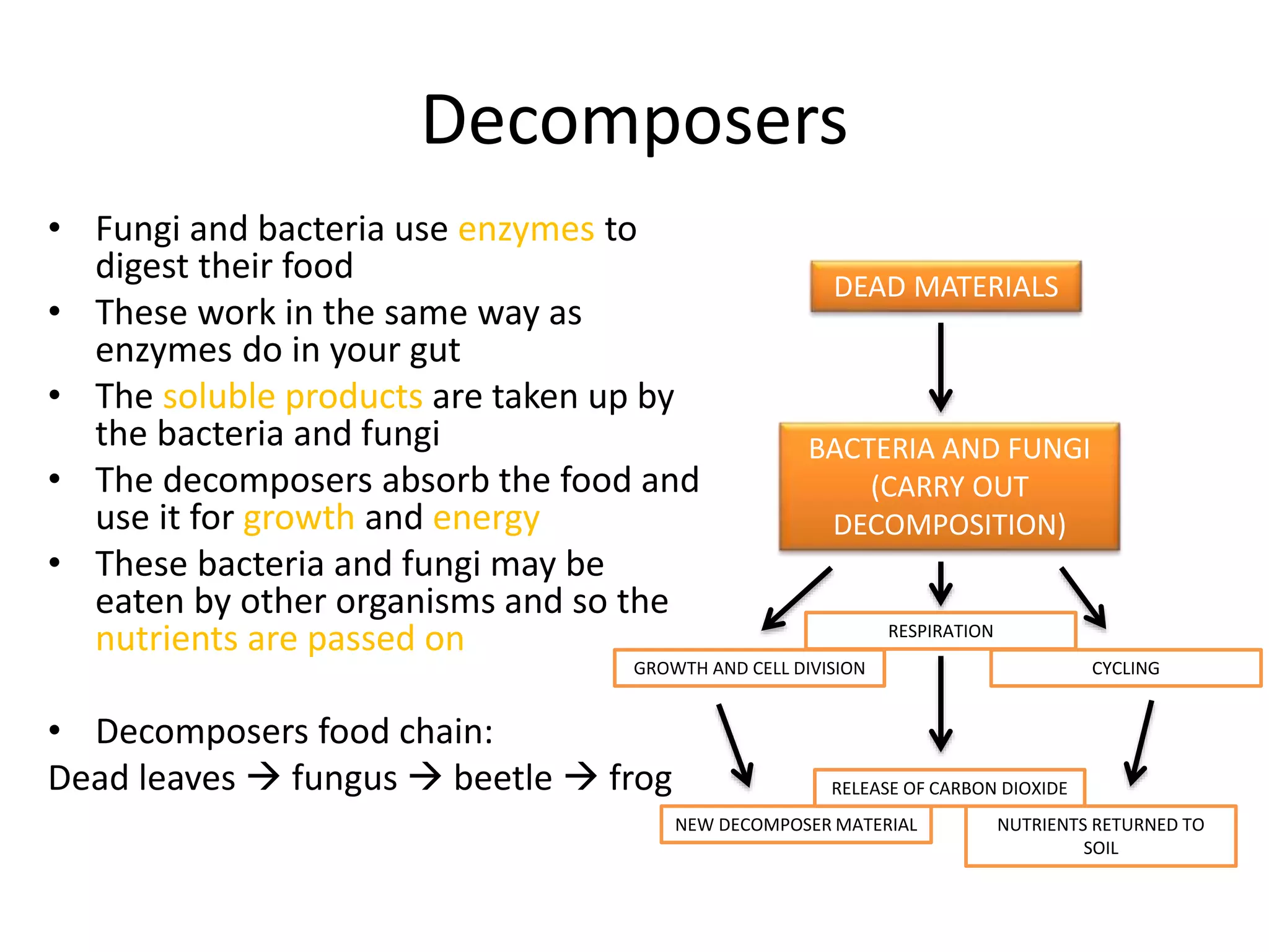 Decomposers
• Fungi and bacteria use enzymes to
digest their food
• These work in the same way as
enzymes do in your gut
• The soluble products are taken up by
the bacteria and fungi
• The decomposers absorb the food and
use it for growth and energy
• These bacteria and fungi may be
eaten by other organisms and so the
nutrients are passed on
• Decomposers food chain:
Dead leaves  fungus  beetle  frog
DEAD MATERIALS
BACTERIA AND FUNGI
(CARRY OUT
DECOMPOSITION)
GROWTH AND CELL DIVISION
NEW DECOMPOSER MATERIAL
RESPIRATION
RELEASE OF CARBON DIOXIDE
CYCLING
NUTRIENTS RETURNED TO
SOIL
 