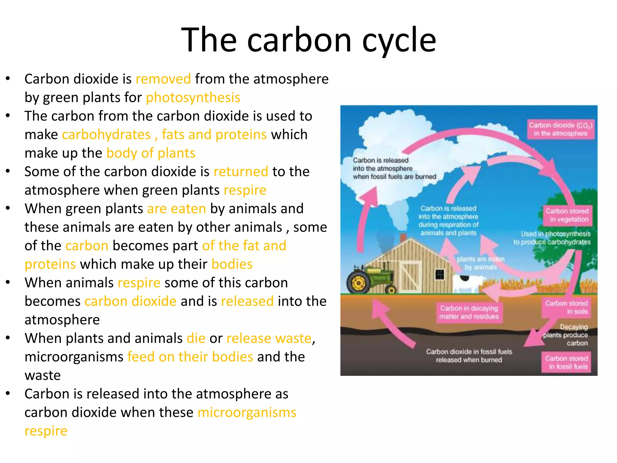 The carbon cycle
• Carbon dioxide is removed from the atmosphere
by green plants for photosynthesis
• The carbon from the carbon dioxide is used to
make carbohydrates , fats and proteins which
make up the body of plants
• Some of the carbon dioxide is returned to the
atmosphere when green plants respire
• When green plants are eaten by animals and
these animals are eaten by other animals , some
of the carbon becomes part of the fat and
proteins which make up their bodies
• When animals respire some of this carbon
becomes carbon dioxide and is released into the
atmosphere
• When plants and animals die or release waste,
microorganisms feed on their bodies and the
waste
• Carbon is released into the atmosphere as
carbon dioxide when these microorganisms
respire
 