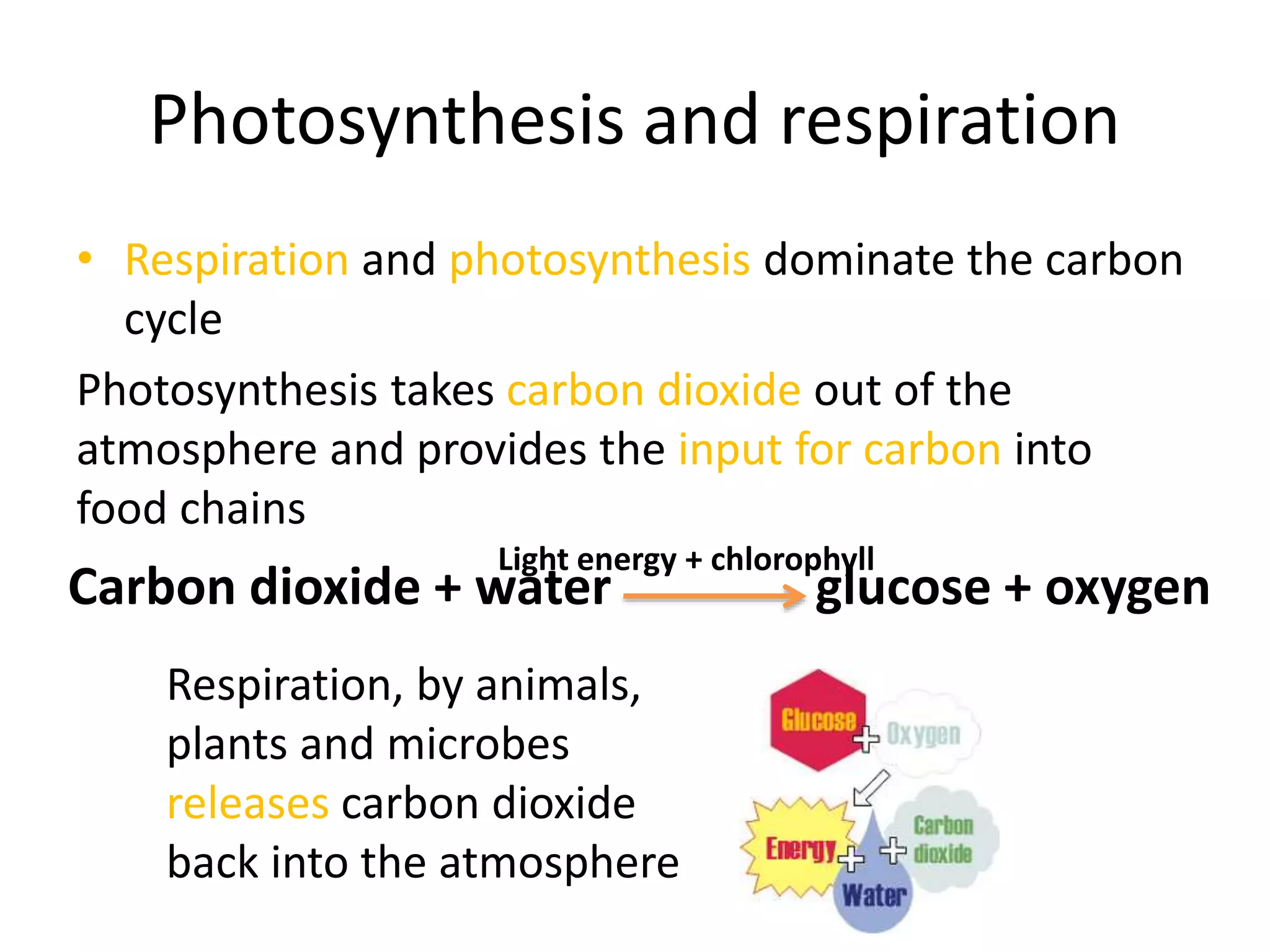Photosynthesis and respiration
• Respiration and photosynthesis dominate the carbon
cycle
Photosynthesis takes carbon dioxide out of the
atmosphere and provides the input for carbon into
food chains
Carbon dioxide + water glucose + oxygen
Light energy + chlorophyll
Respiration, by animals,
plants and microbes
releases carbon dioxide
back into the atmosphere
 