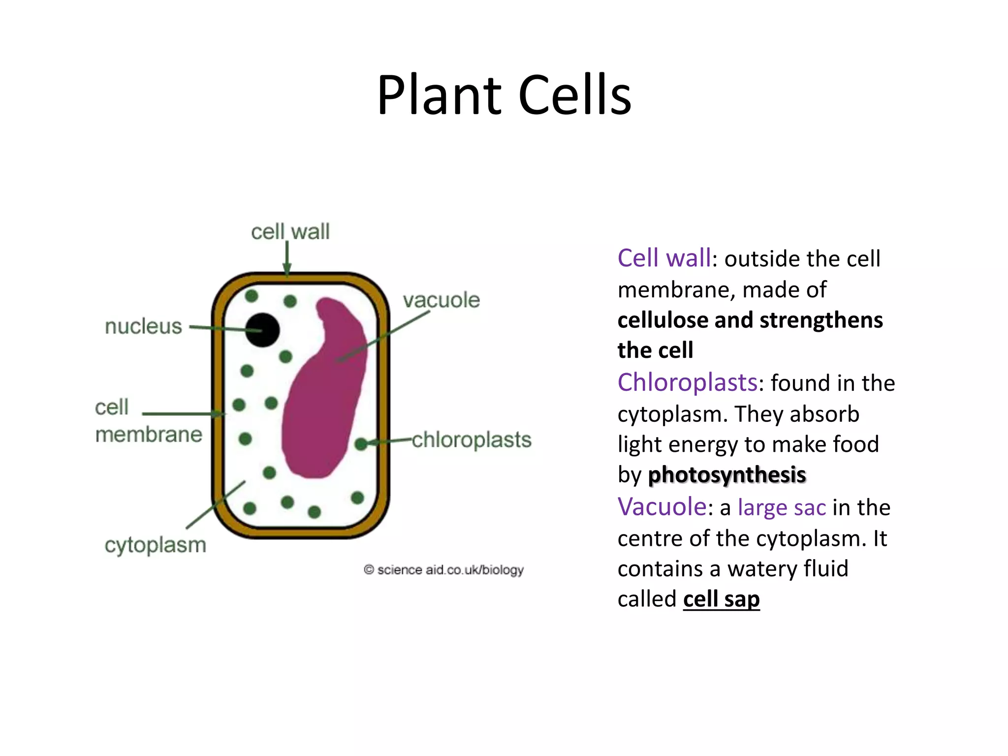 Plant Cells
Cell wall: outside the cell
membrane, made of
cellulose and strengthens
the cell
Chloroplasts: found in the
cytoplasm. They absorb
light energy to make food
by photosynthesis
Vacuole: a large sac in the
centre of the cytoplasm. It
contains a watery fluid
called cell sap
 