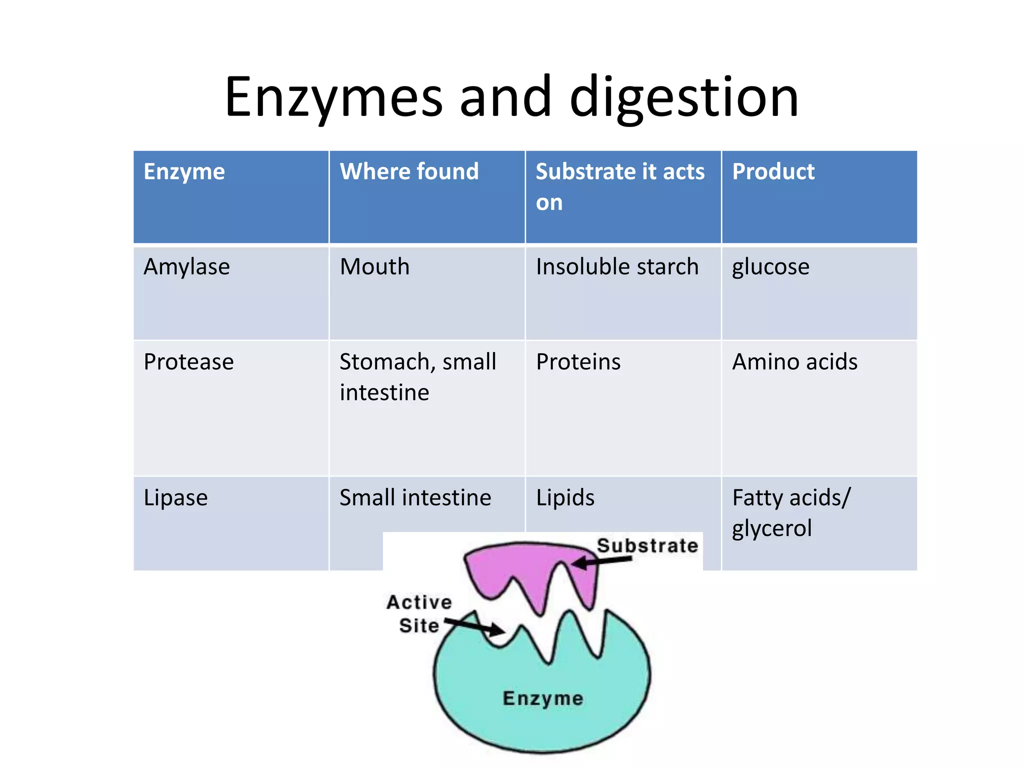 Enzymes and digestion
Enzyme Where found Substrate it acts
on
Product
Amylase Mouth Insoluble starch glucose
Protease Stomach, small
intestine
Proteins Amino acids
Lipase Small intestine Lipids Fatty acids/
glycerol
 