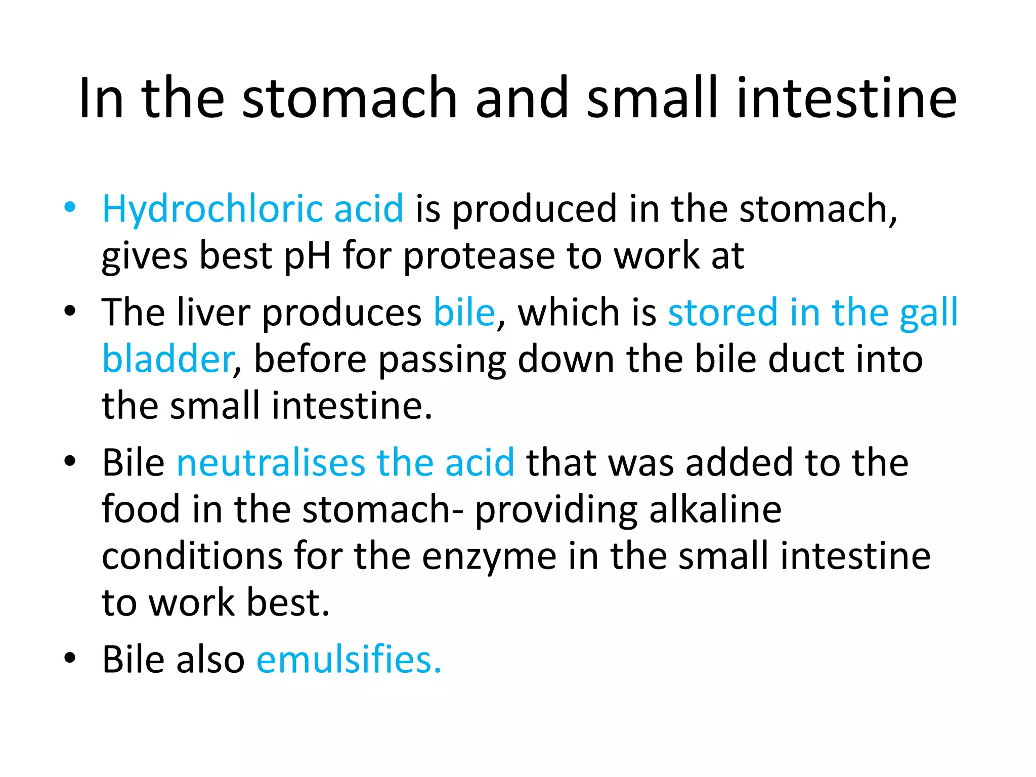 In the stomach and small intestine
• Hydrochloric acid is produced in the stomach,
gives best pH for protease to work at
• The liver produces bile, which is stored in the gall
bladder, before passing down the bile duct into
the small intestine.
• Bile neutralises the acid that was added to the
food in the stomach- providing alkaline
conditions for the enzyme in the small intestine
to work best.
• Bile also emulsifies.
 