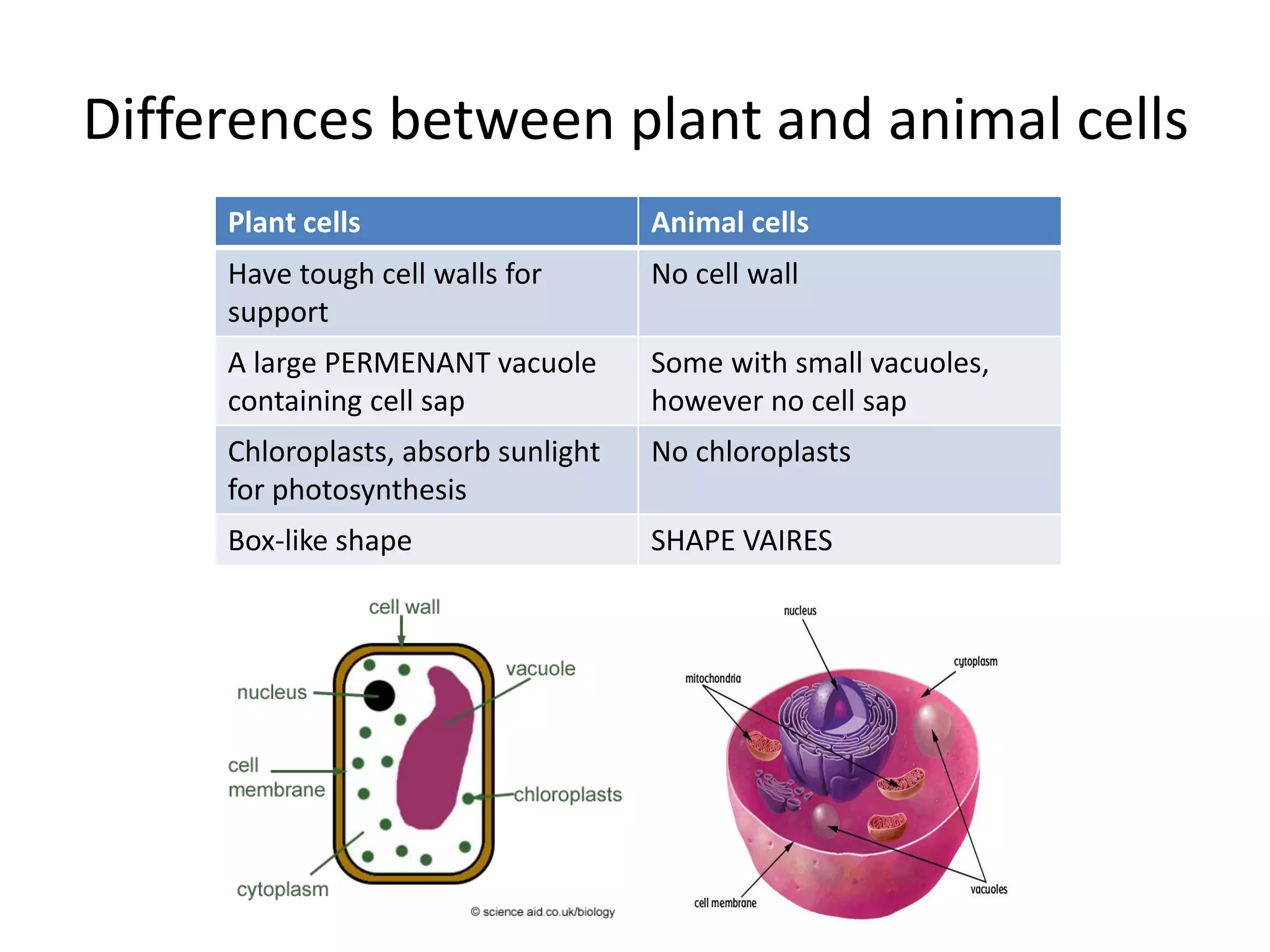 Differences between plant and animal cells
Plant cells Animal cells
Have tough cell walls for
support
No cell wall
A large PERMENANT vacuole
containing cell sap
Some with small vacuoles,
however no cell sap
Chloroplasts, absorb sunlight
for photosynthesis
No chloroplasts
Box-like shape SHAPE VAIRES
 