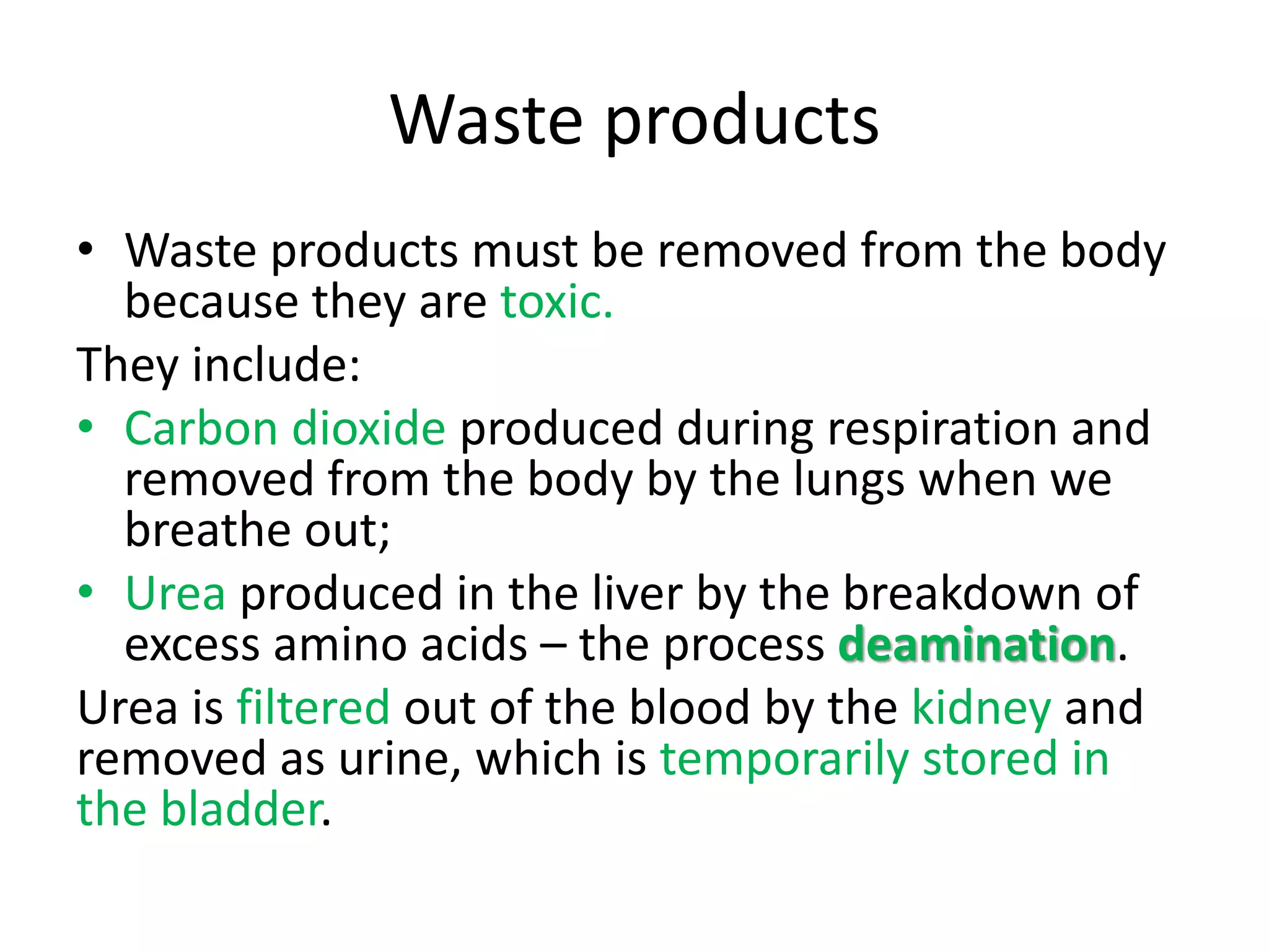 Waste products
• Waste products must be removed from the body
because they are toxic.
They include:
• Carbon dioxide produced during respiration and
removed from the body by the lungs when we
breathe out;
• Urea produced in the liver by the breakdown of
excess amino acids – the process deamination.
Urea is filtered out of the blood by the kidney and
removed as urine, which is temporarily stored in
the bladder.
 