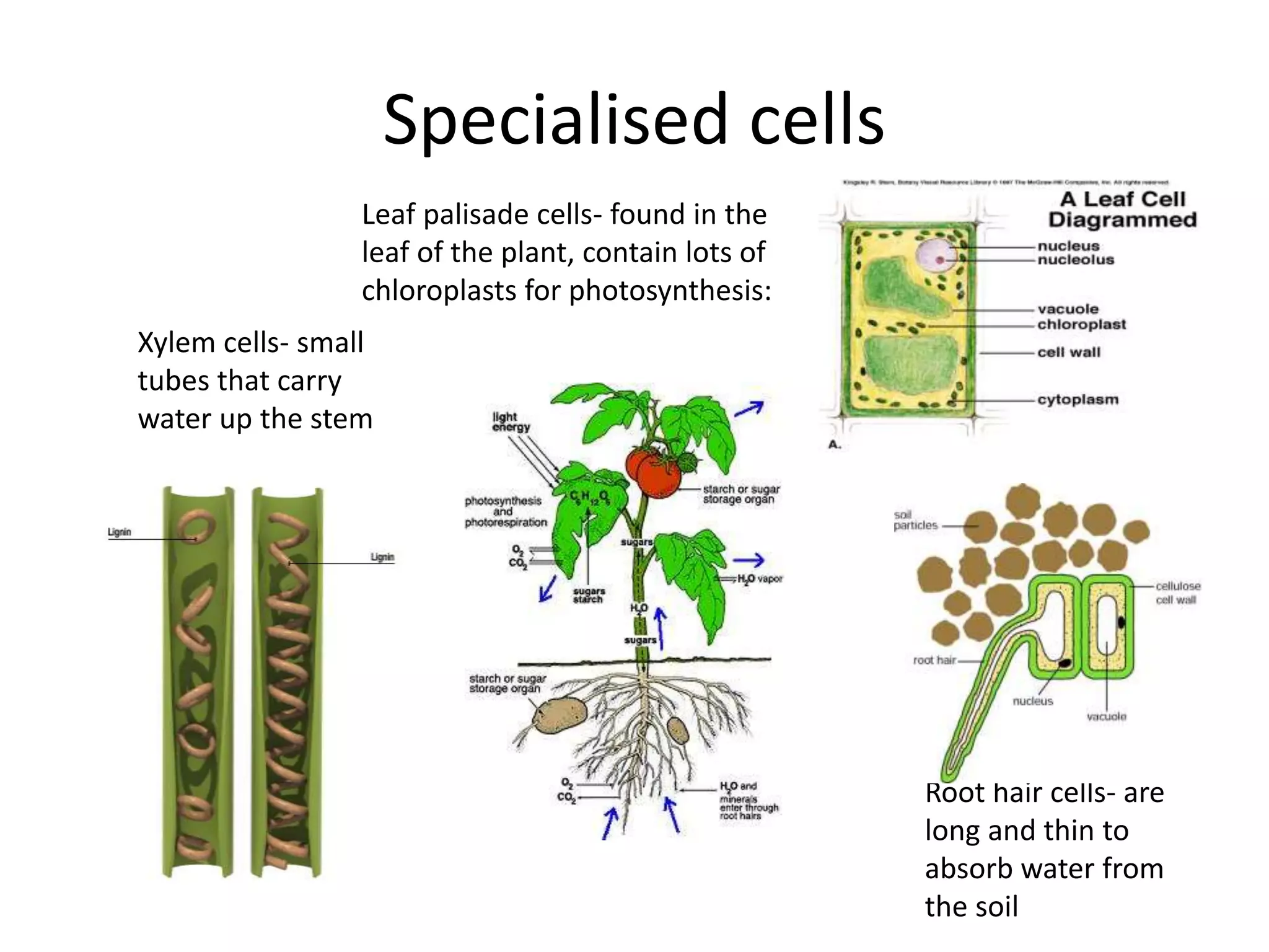 Specialised cells
Leaf palisade cells- found in the
leaf of the plant, contain lots of
chloroplasts for photosynthesis:
Xylem cells- small
tubes that carry
water up the stem
Root hair cells- are
long and thin to
absorb water from
the soil
 