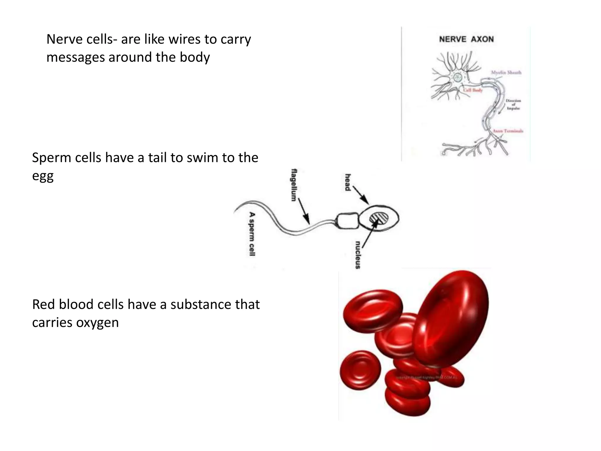 Nerve cells- are like wires to carry
messages around the body
Sperm cells have a tail to swim to the
egg
Red blood cells have a substance that
carries oxygen
 