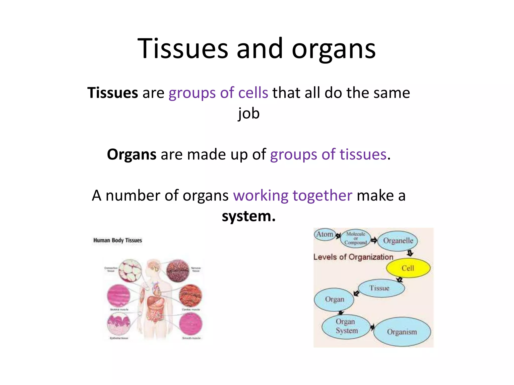 Tissues and organs
Tissues are groups of cells that all do the same
job
Organs are made up of groups of tissues.
A number of organs working together make a
system.
 