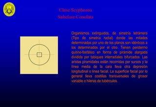 B2. phylum cnidaria | PDF