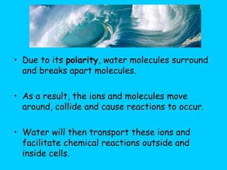Due to its  polarity , water molecules surround and breaks apart molecules.  As a result, the ions and molecules move around, collide and cause reactions to occur.  Water will then transport these ions and facilitate chemical reactions outside and inside cells.   