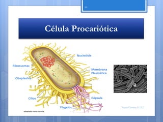 10




Célula Procariótica




                      Nuno Correia 11/12
 