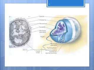 11




     Nuno Correia 11/12
 