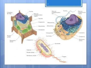 13




     Nuno Correia 11/12
 